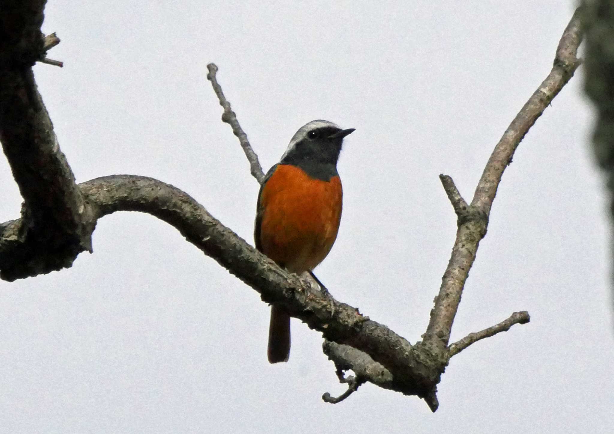 Daurian Redstart