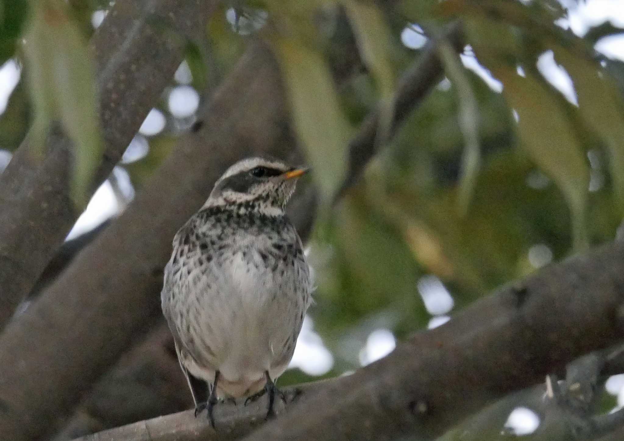 Dusky Thrush