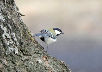 Japanese Tit 遠州灘海浜公園 Sat, 2/27/2021