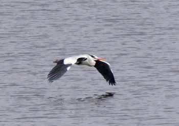 アオサギ 遠州灘海浜公園 2021年2月27日(土)