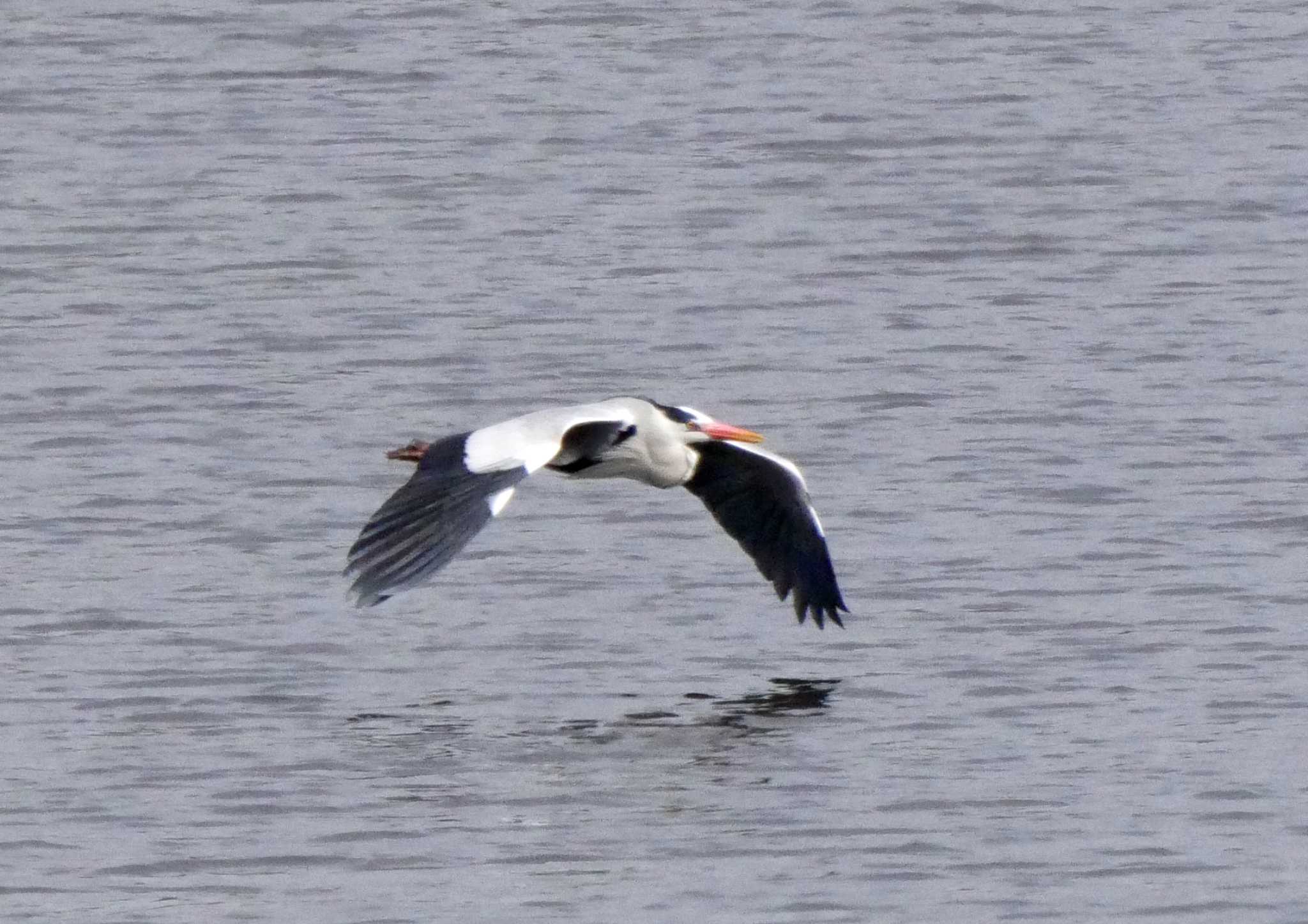 Grey Heron