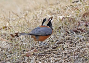 Varied Tit 遠州灘海浜公園 Sat, 2/27/2021