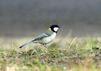 Japanese Tit 遠州灘海浜公園 Sat, 2/27/2021