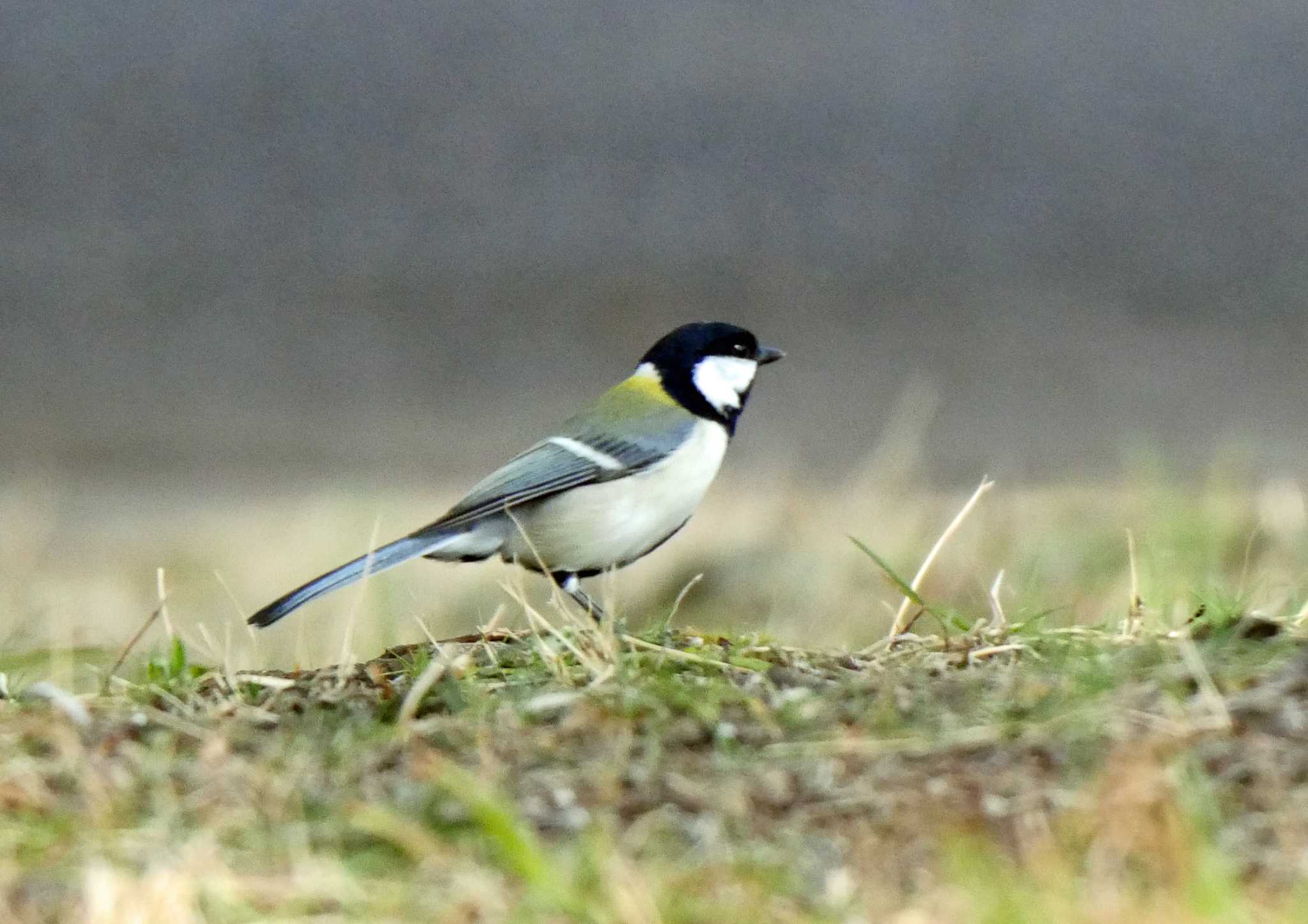 Japanese Tit