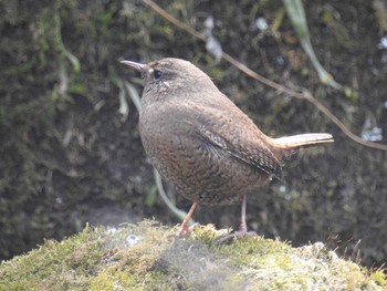 2021年2月27日(土) 座間谷戸山公園の野鳥観察記録