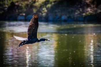 Great Cormorant 橿原神宮深田池 Wed, 1/18/2017