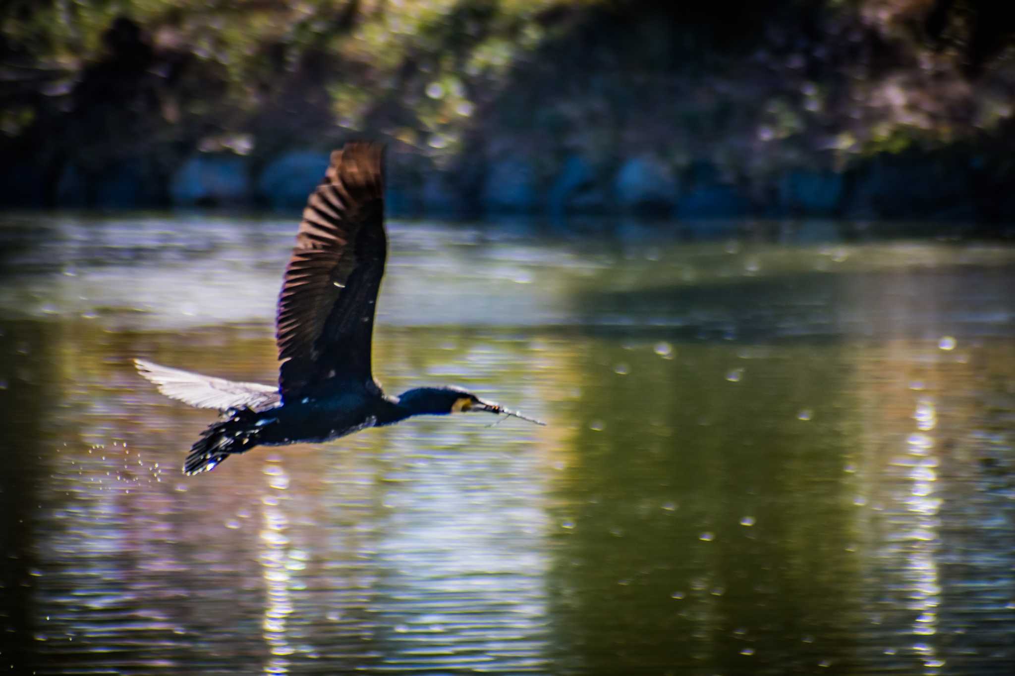 橿原神宮深田池 カワウの写真 by tatsuya