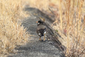 White-cheeked Starling 平谷川 Sat, 2/27/2021