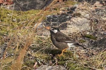 White-cheeked Starling 平谷川 Sat, 2/27/2021