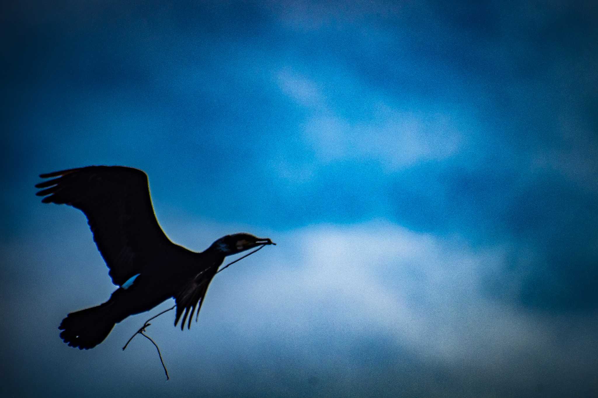 Photo of Great Cormorant at 橿原神宮 by tatsuya