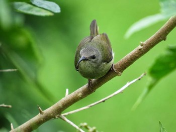 ムナグロタイヨウチョウ フレイザーズヒル 撮影日未設定