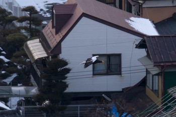 オオワシ 長野県 2017年1月18日(水)