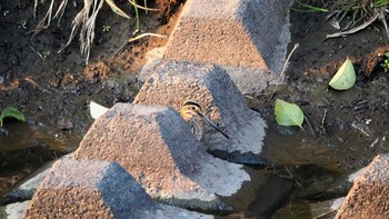 Common Snipe 栃木県 Sun, 2/21/2021