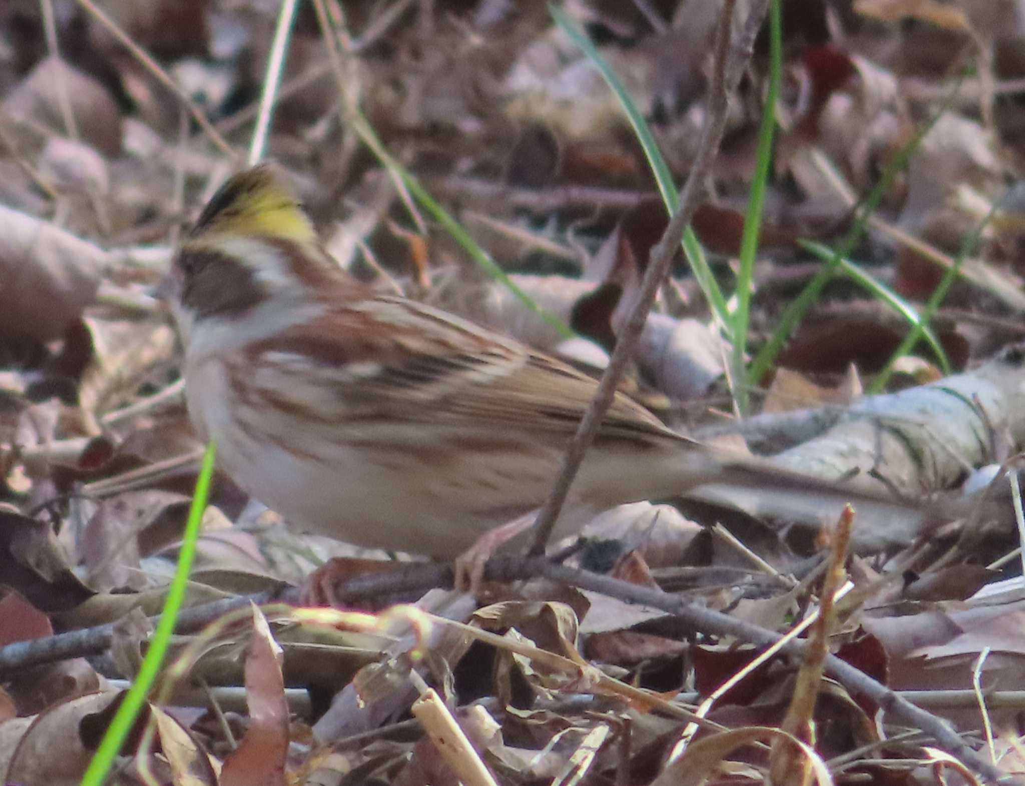 Photo of Yellow-throated Bunting at 小山田緑地公園 by ゆ