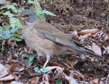 シロハラ 小山田緑地公園 2021年2月27日(土)