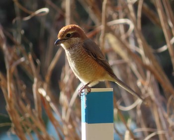 モズ 小山田緑地公園 2021年2月27日(土)