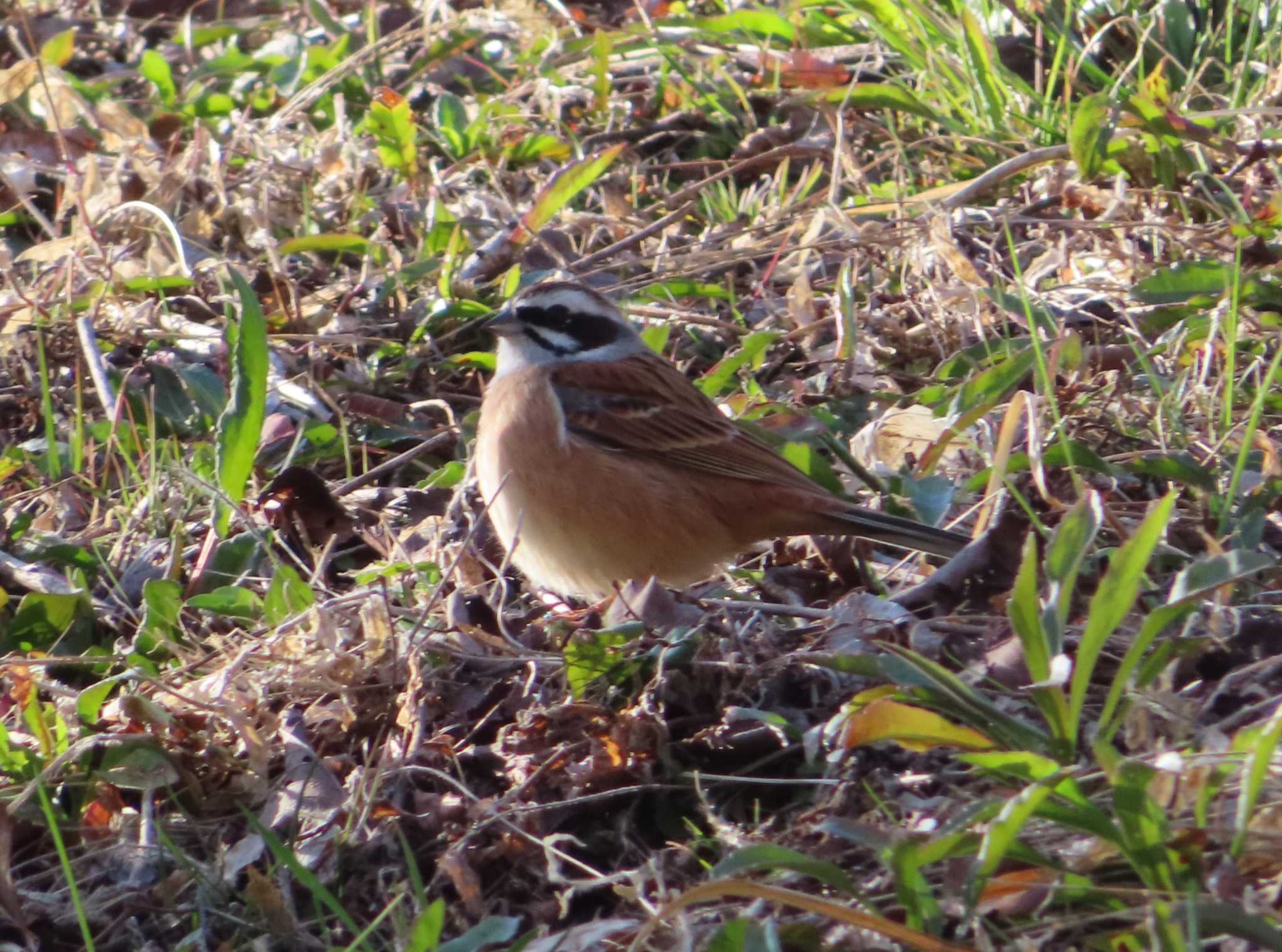 Meadow Bunting