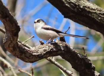 エナガ 小山田緑地公園 2021年2月27日(土)