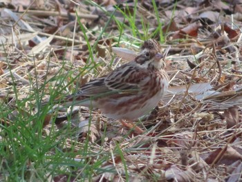 カシラダカ 小山田緑地公園 2021年2月27日(土)