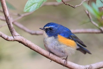 Red-flanked Bluetail Unknown Spots Sat, 2/27/2021