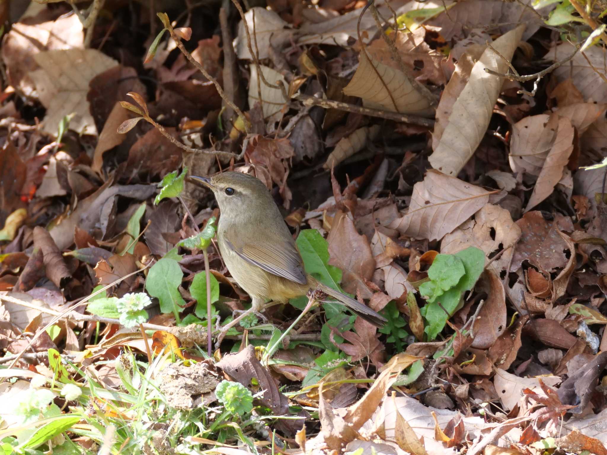 Photo of Japanese Bush Warbler at 金ヶ崎公園(明石市) by 禽好き