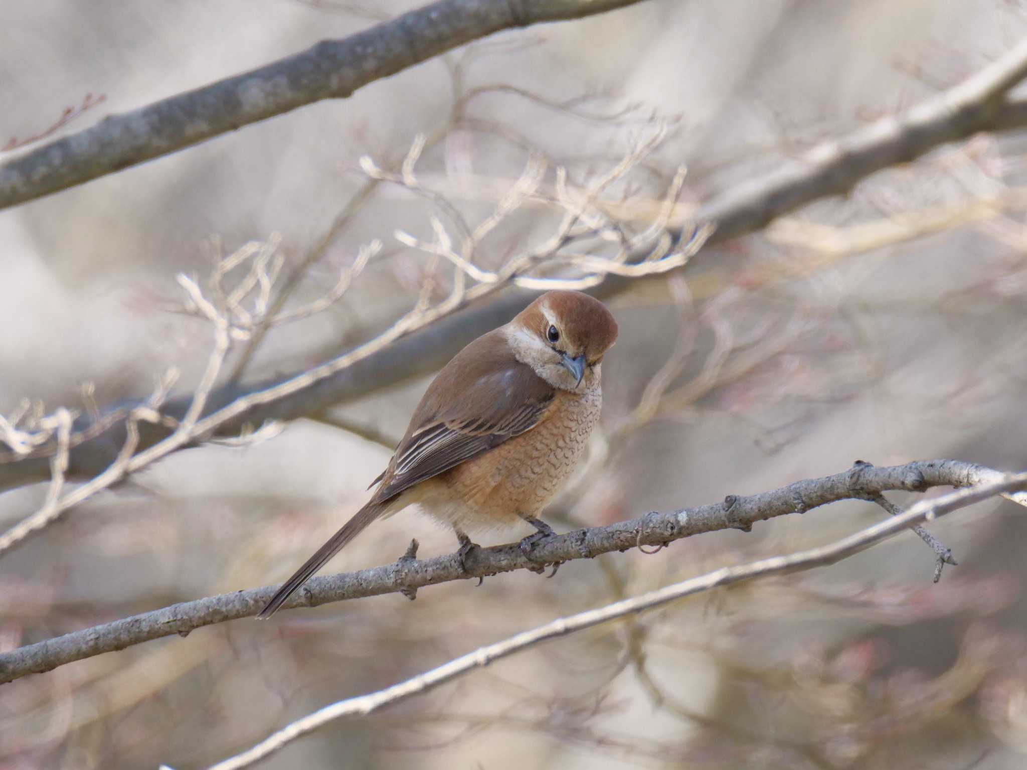 Bull-headed Shrike