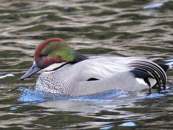 Falcated Duck 大阪府吹田市 桃山公園 Sat, 1/21/2017