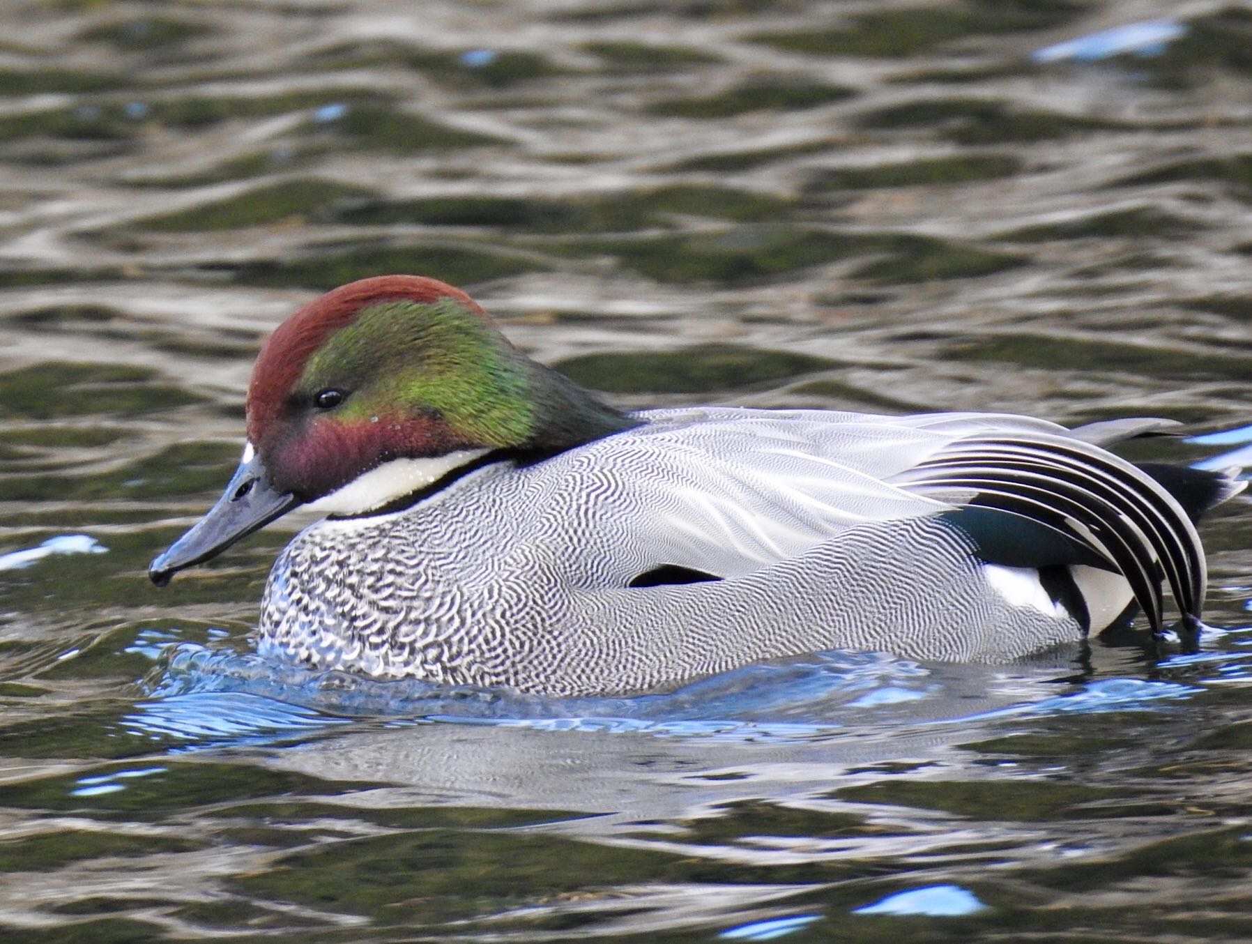 桃山公園 ヨシガモ