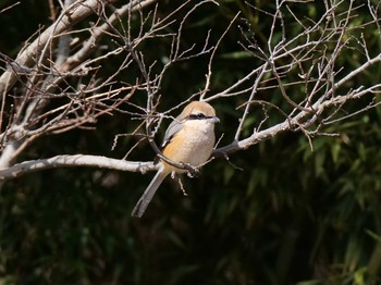 2021年2月27日(土) 金ヶ崎公園(明石市)の野鳥観察記録