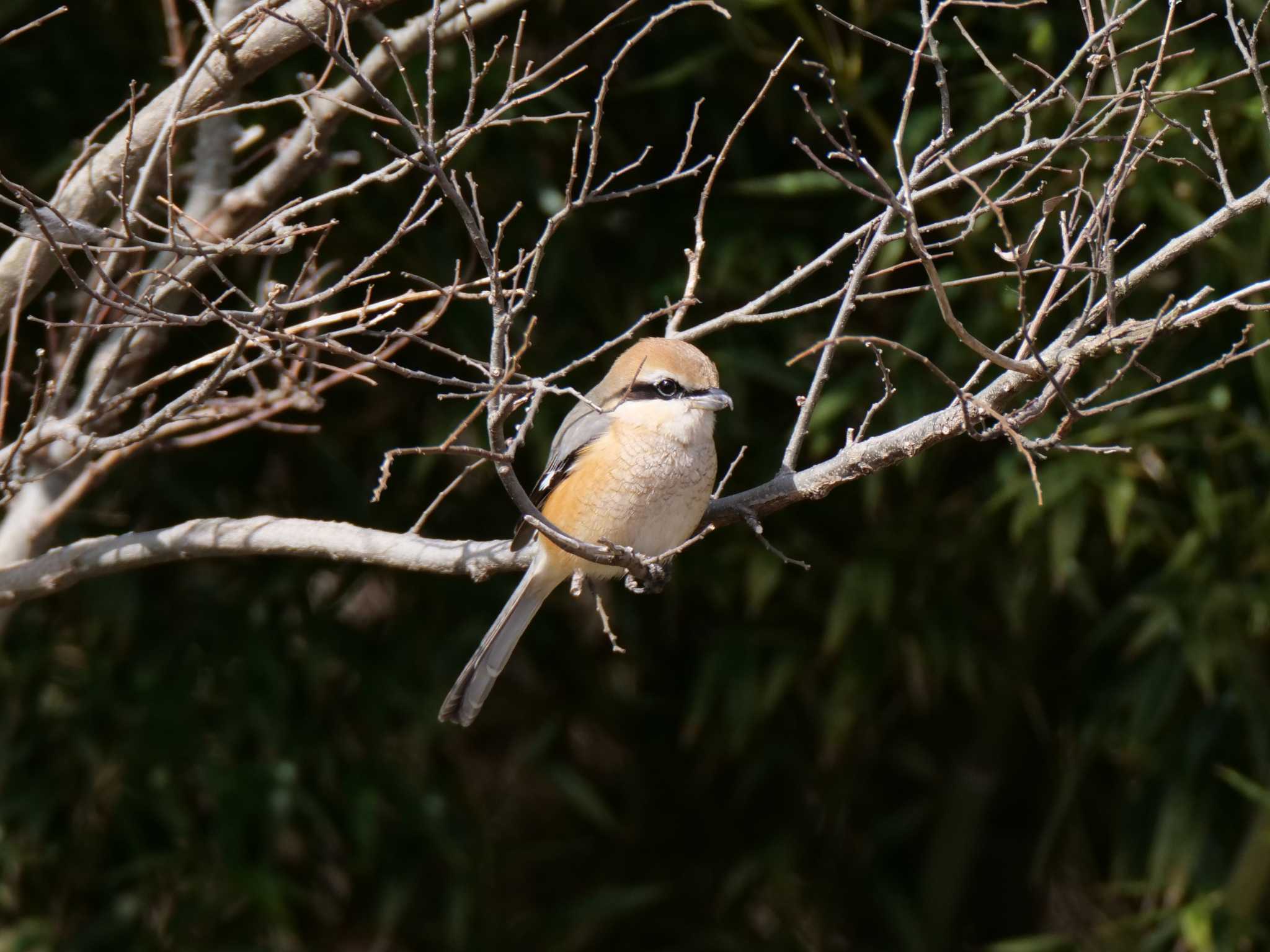 Bull-headed Shrike