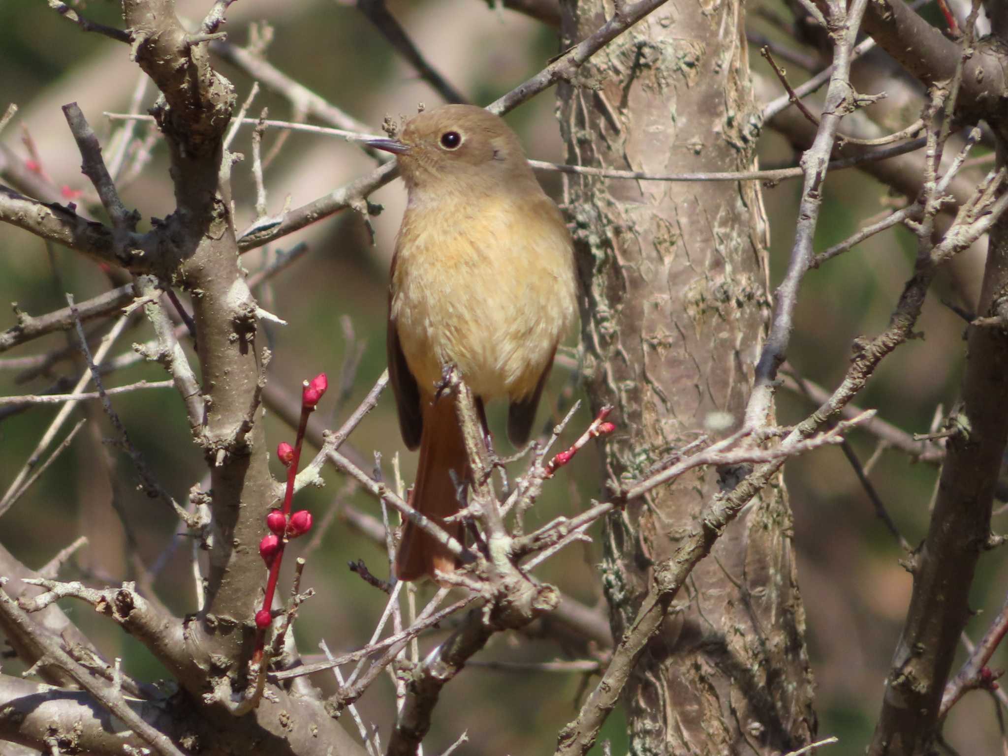 Photo of Daurian Redstart at 小山田緑地公園 by ゆ