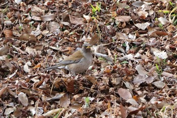 Pale Thrush 平谷川 Sat, 2/27/2021