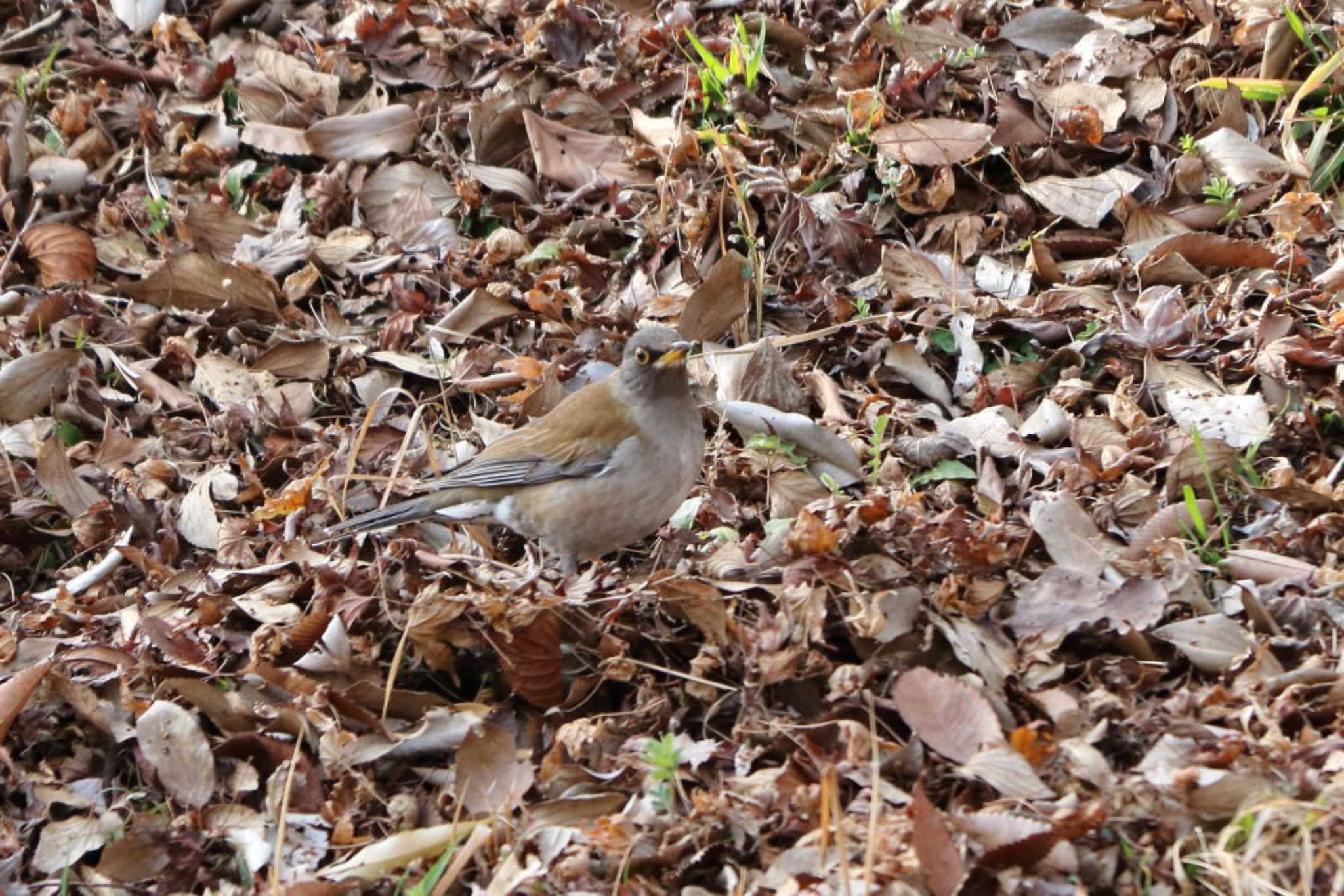 Photo of Pale Thrush at 平谷川 by いわな