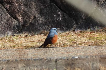 Blue Rock Thrush 平谷川 Sat, 2/27/2021