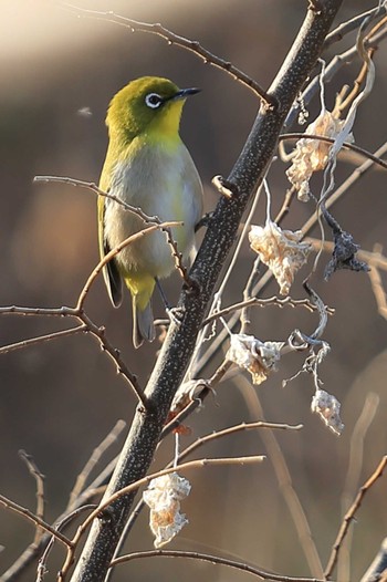 Warbling White-eye 木曽川緑地（奥町地区） Sat, 2/27/2021