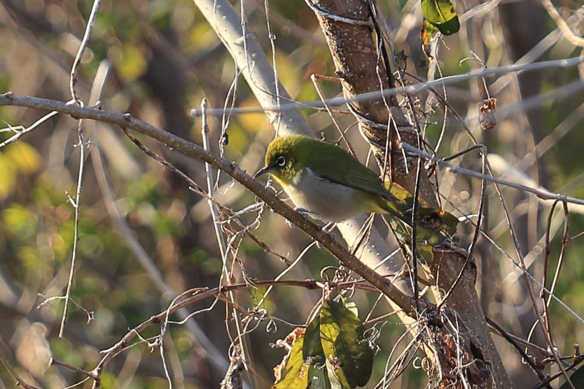 Photo of Warbling White-eye at 木曽川緑地（奥町地区） by ごろう