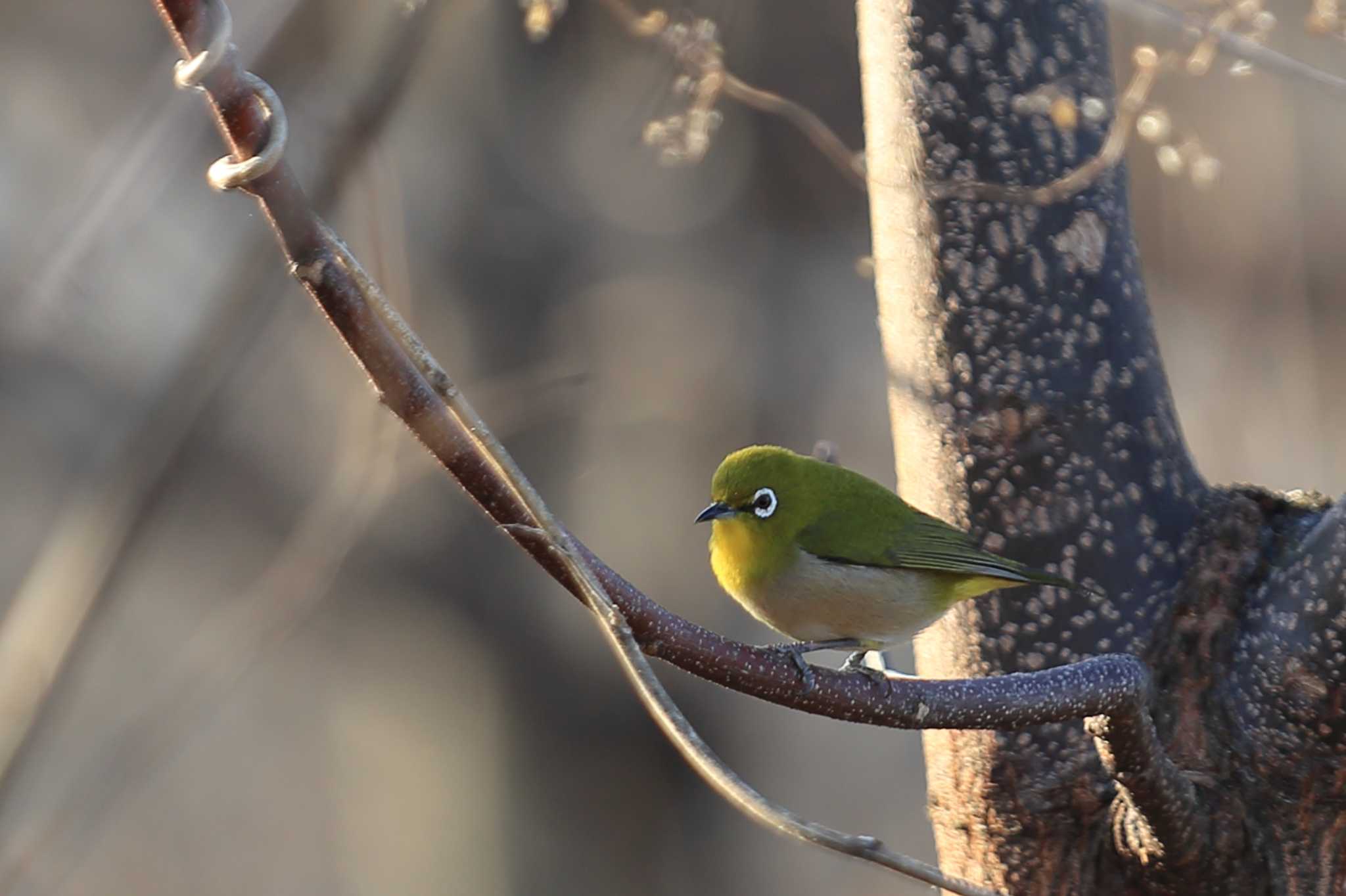 Photo of Warbling White-eye at 木曽川緑地（奥町地区） by ごろう