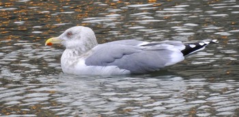 Vega Gull 大阪府大阪市 土佐堀川 Sat, 1/21/2017