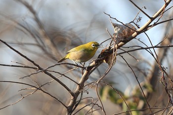 Warbling White-eye 木曽川緑地（奥町地区） Sat, 2/27/2021