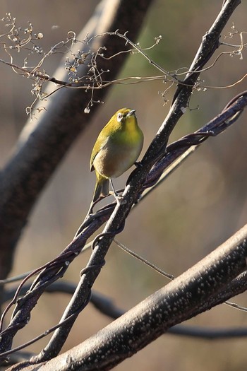 Warbling White-eye 木曽川緑地（奥町地区） Sat, 2/27/2021