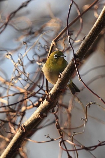 Warbling White-eye 木曽川緑地（奥町地区） Sat, 2/27/2021