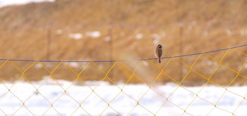 Meadow Bunting Unknown Spots Sat, 1/21/2017