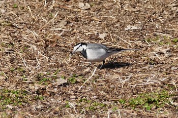 White Wagtail 彩湖 Sun, 2/7/2021