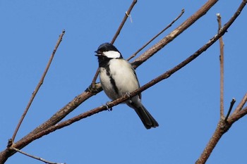 Japanese Tit 彩湖 Sun, 2/7/2021