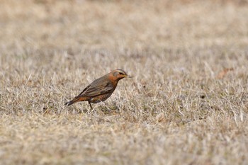 2021年2月23日(火) 神戸市立森林植物園の野鳥観察記録