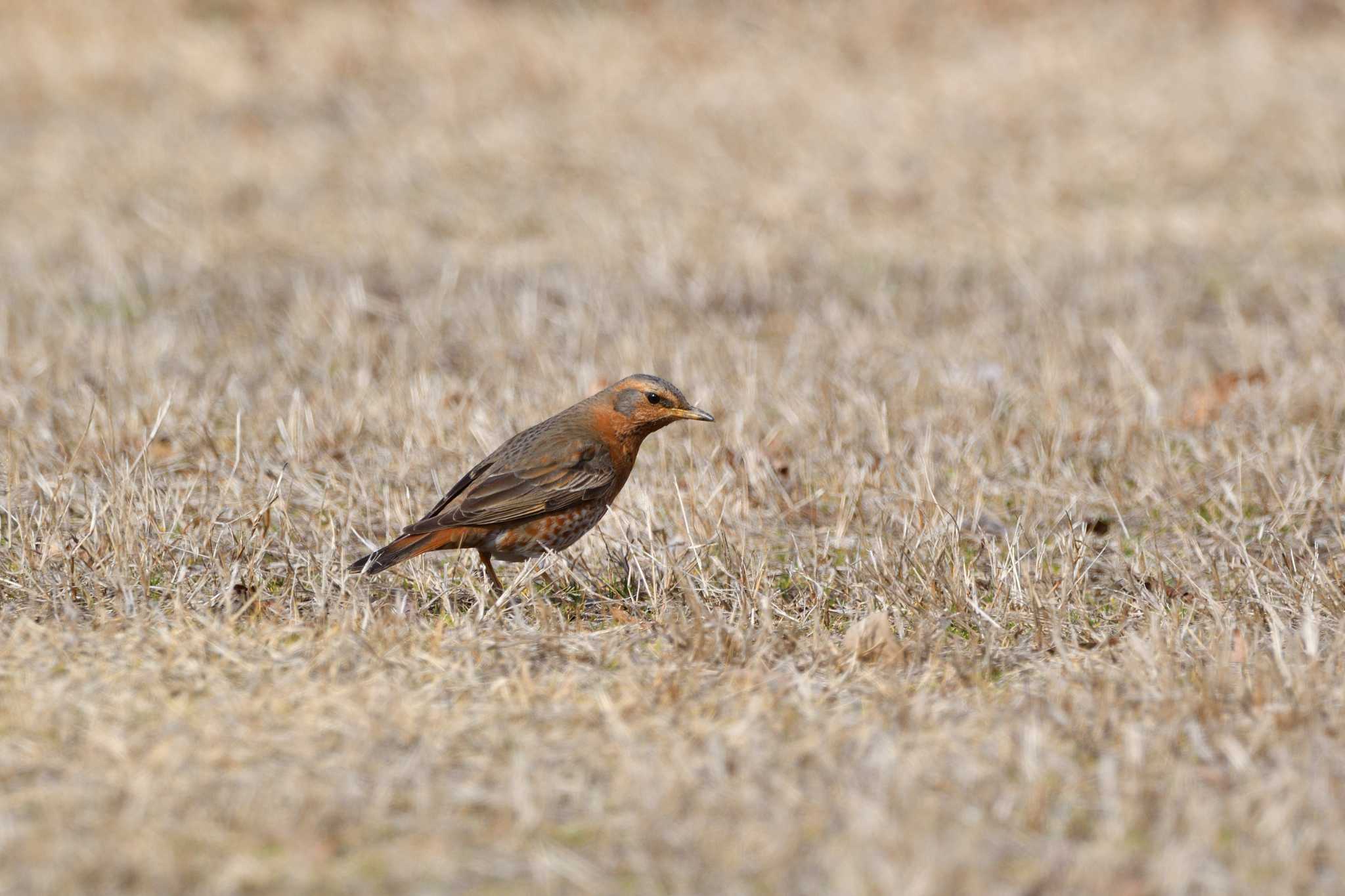 Naumann's Thrush