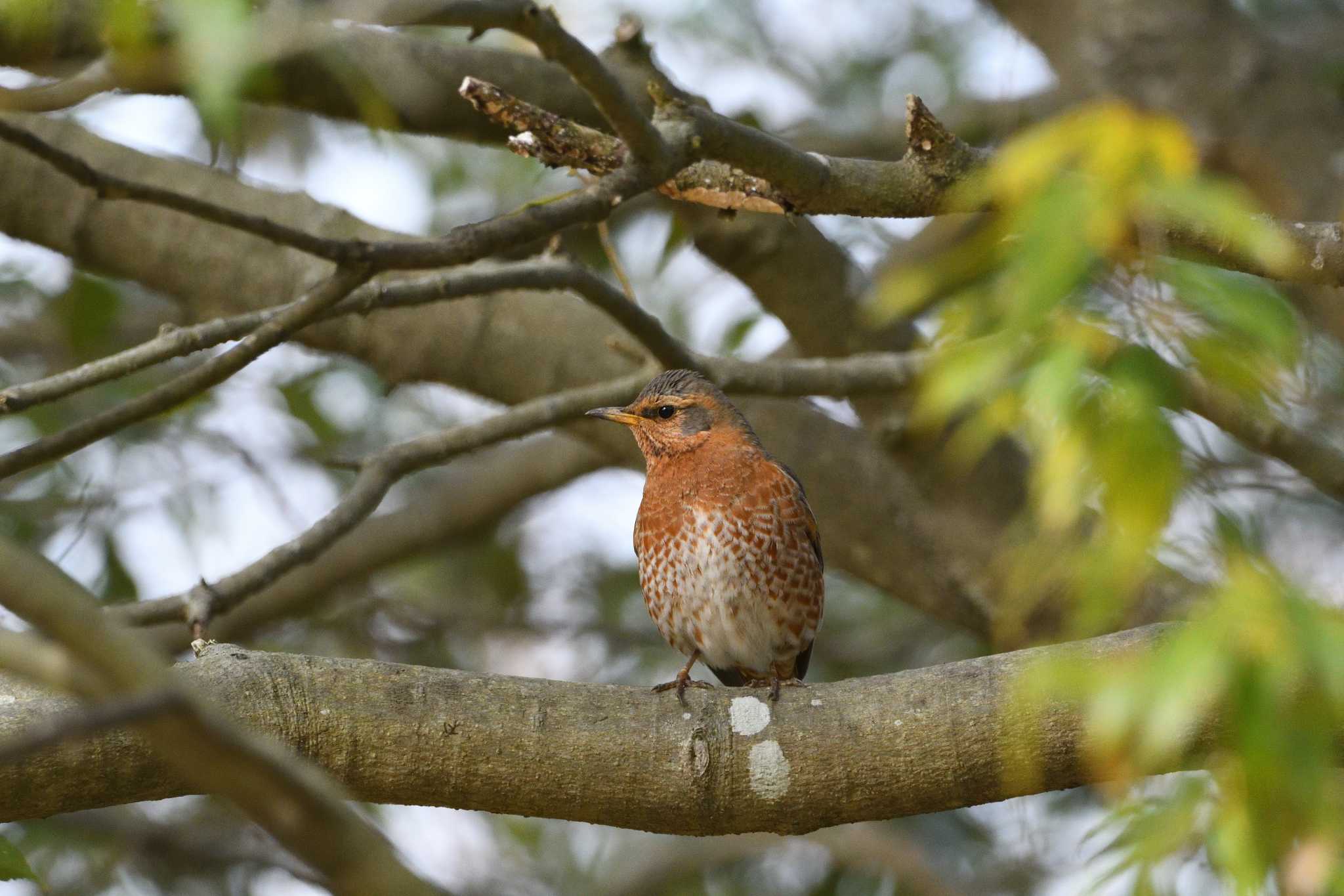 Naumann's Thrush