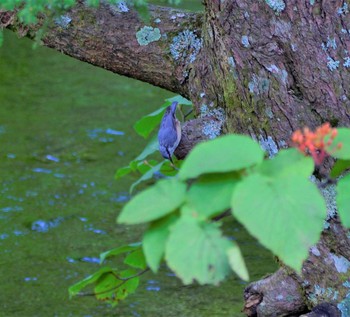 ゴジュウカラ 上高地 2017年9月3日(日)