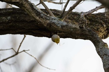 メジロ 千葉市昭和の森公園 2017年1月21日(土)