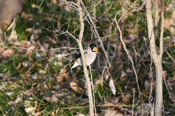 Japanese Grosbeak Asaba Biotope Sat, 2/27/2021